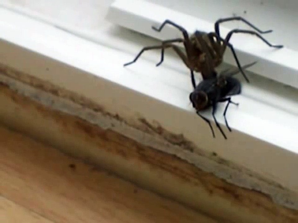 Attaque terrifiante d'une araignée contre une mouche