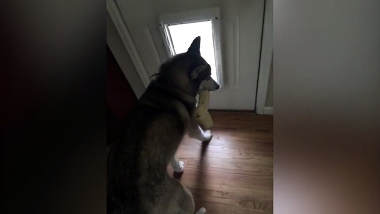 Husky Struggles To Use The Doggy Door