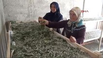 Samsun Devlet Destek Oldu, 2 Ev Kadını İpek Böceği Yetiştirmeye Başladı