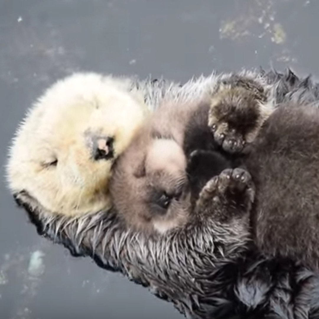 La Loutre Calin Cheap Buy Online