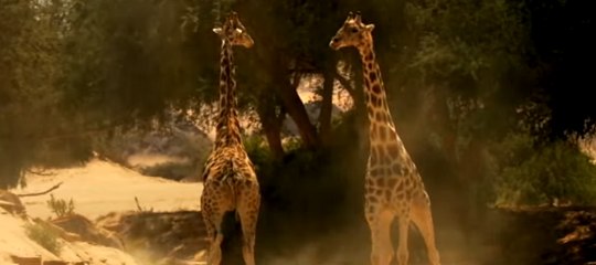Violent combat entre deux girafes. Vous n’en reviendrez pas!