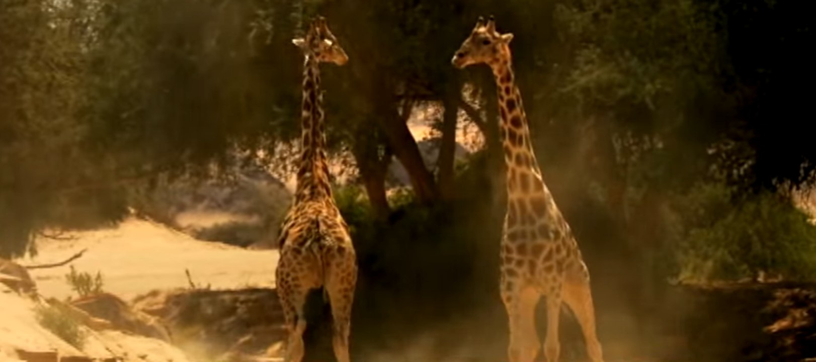 Violent combat entre deux girafes. Vous n’en reviendrez pas!