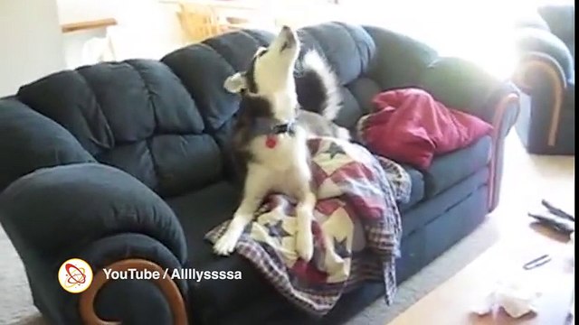 Hilarious huskies throwing ridiculous temper tantrums