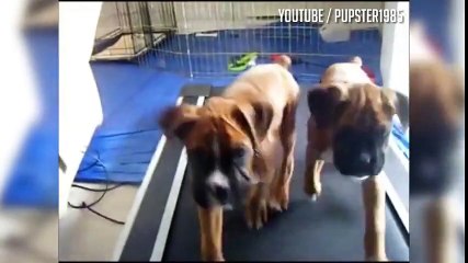 Hilarious dogs that just can't figure out how to use a treadmill
