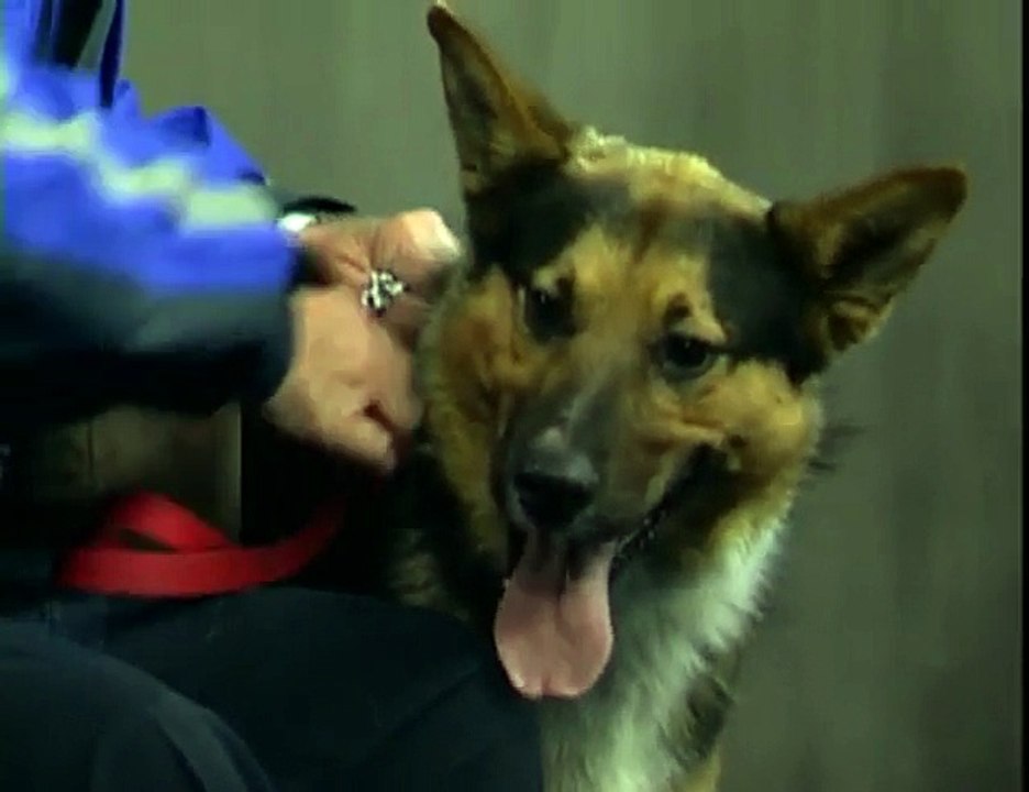 Cute PUPPY ! Elsa & Anna toddlers adopt a Pet - Dog PEES on toddler ELSAs Legs! Pet Store