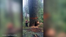 Terrifying moment lumberjack is almost crushed by splitting tree