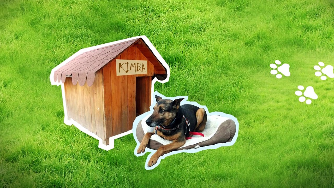 Kožušiny zo psov? Nič nemožné a bez týrania