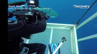 Biggest Shark Ever Caught On Camera Is An Unbelievable Twenty Foot Long