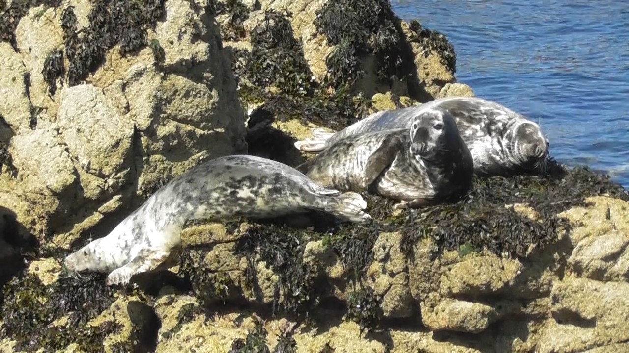 Cap vers l'archipel des sept îles 2016