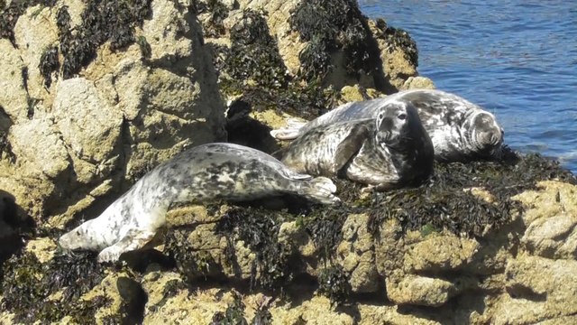 Cap vers l'archipel des sept îles 2016