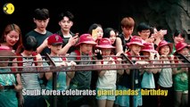 South Korea celebrates Giant Pandas' birthday