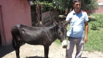 Manisa Eşeği Kamyonetin Kasasına Bağlayarak Trafiğe Çıktı