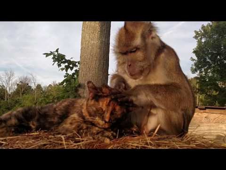 Monkey Inspects Cat for Fleas and Ticks
