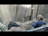Zookeepers Rescue Baby Seal From Ravine