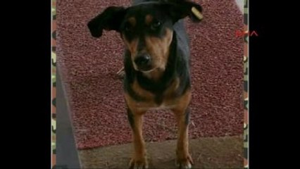 Gülücüğü Öldüren Sanığa 18 Bin TL Adli Para Cezası...