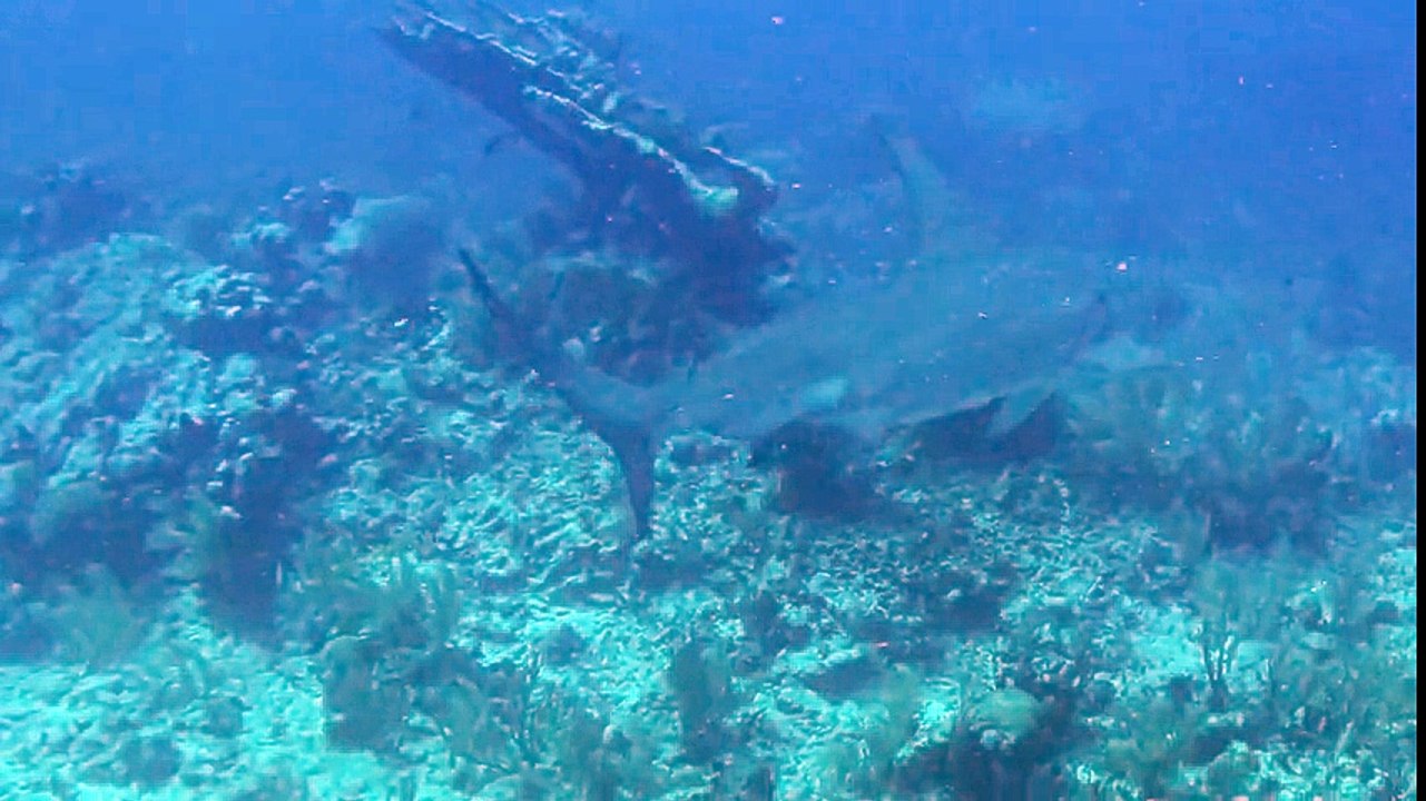 Fearless diver chases down hammerhead shark