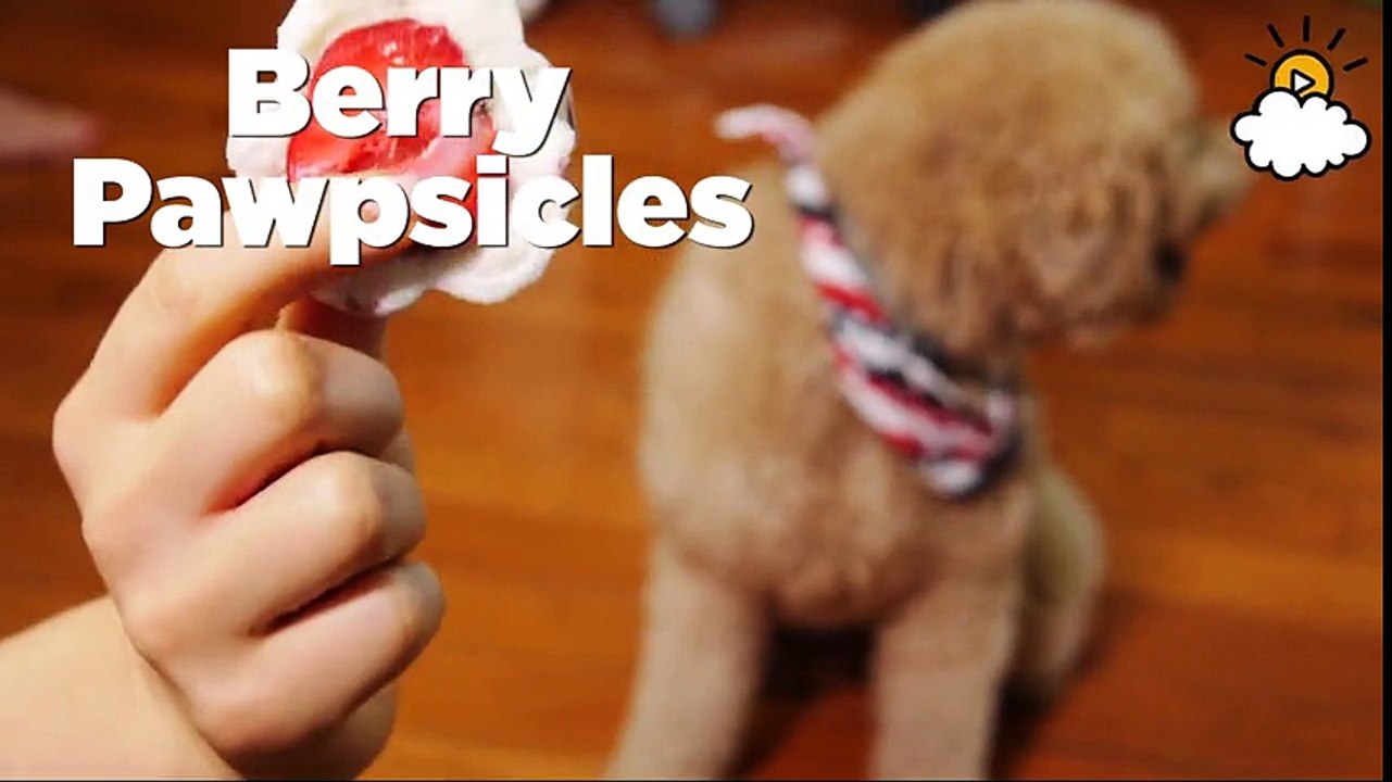 Berry Pawpsicles