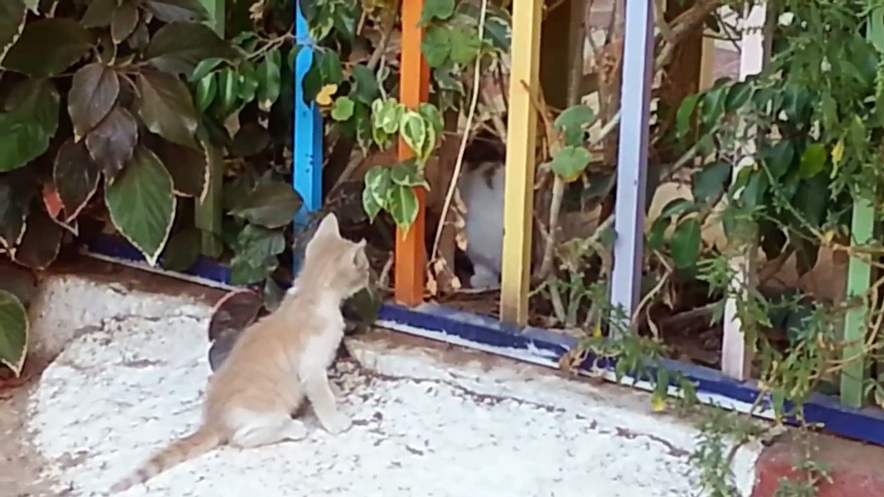 أكثر من رائع قط يلاعب أمه الحنونة وتلاعبه