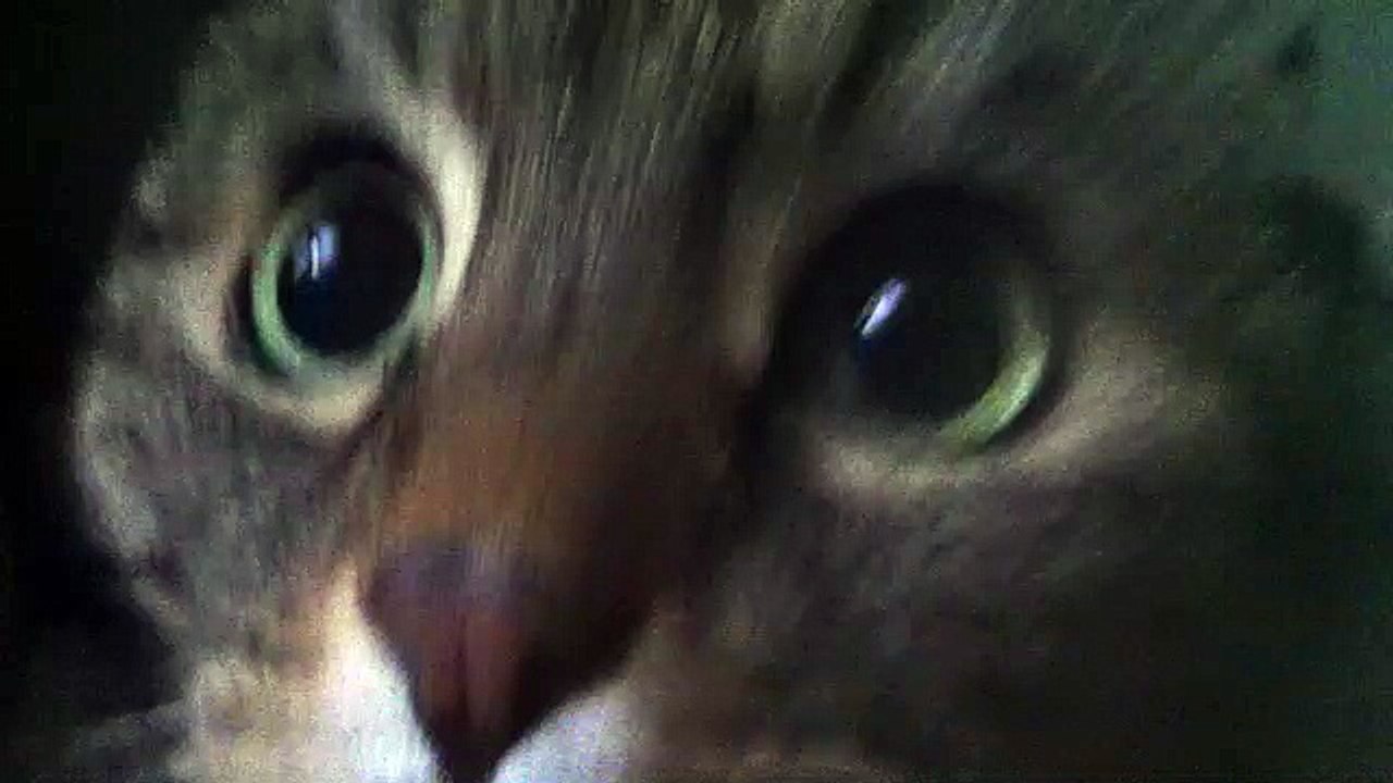 Chat curieux