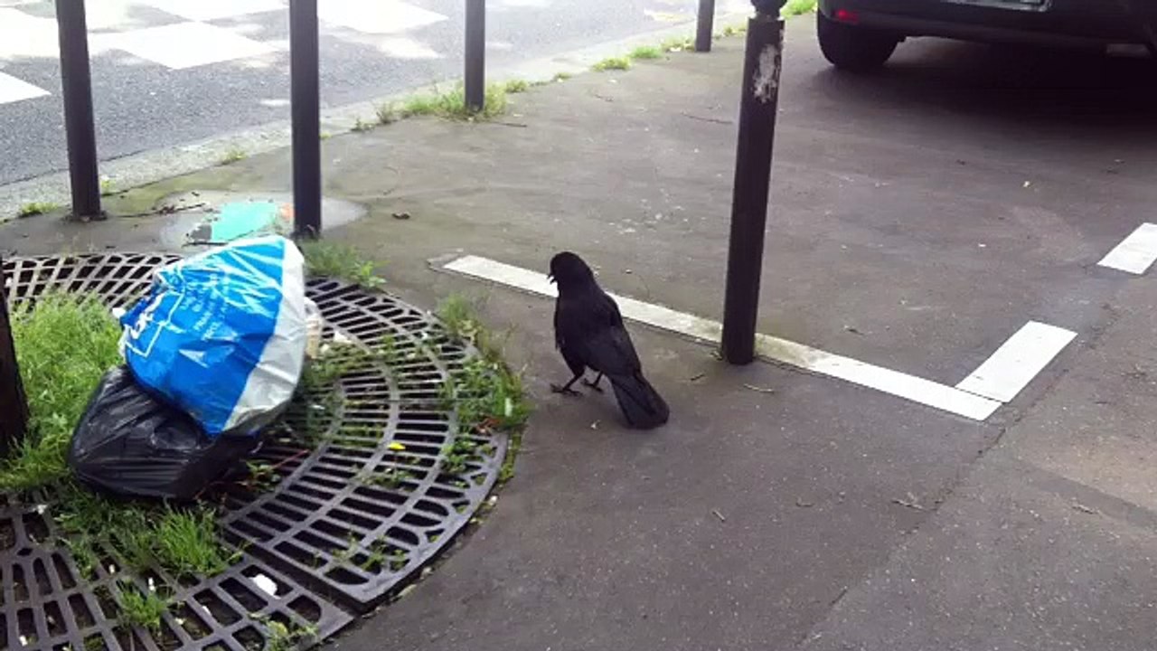 Corneille ou corbeau ? Quel est ce volatile qui vient glaner à manger près de cette grille d'arbre ?