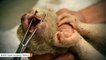 Slow Loris Likely Used For Selfies Had His Teeth Clipped