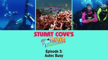 Stuart Cove’s TV: Autec Buoy