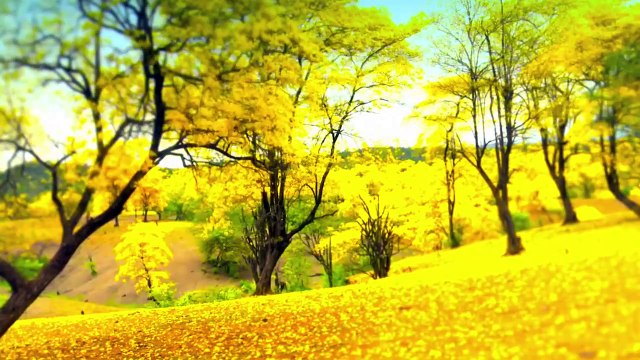 Florecimiento de guayacanes en Mangahurco - Loja Ecuador