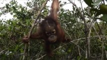 Orangutans Get Closer to Extinction