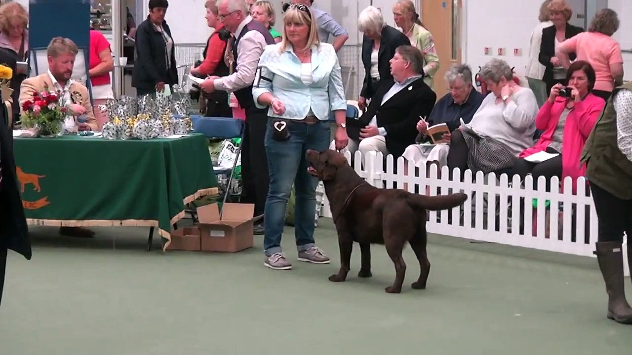 LRC 2016 Dog CC - Meadowleigh Brown Sugar