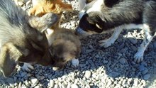 Puppy