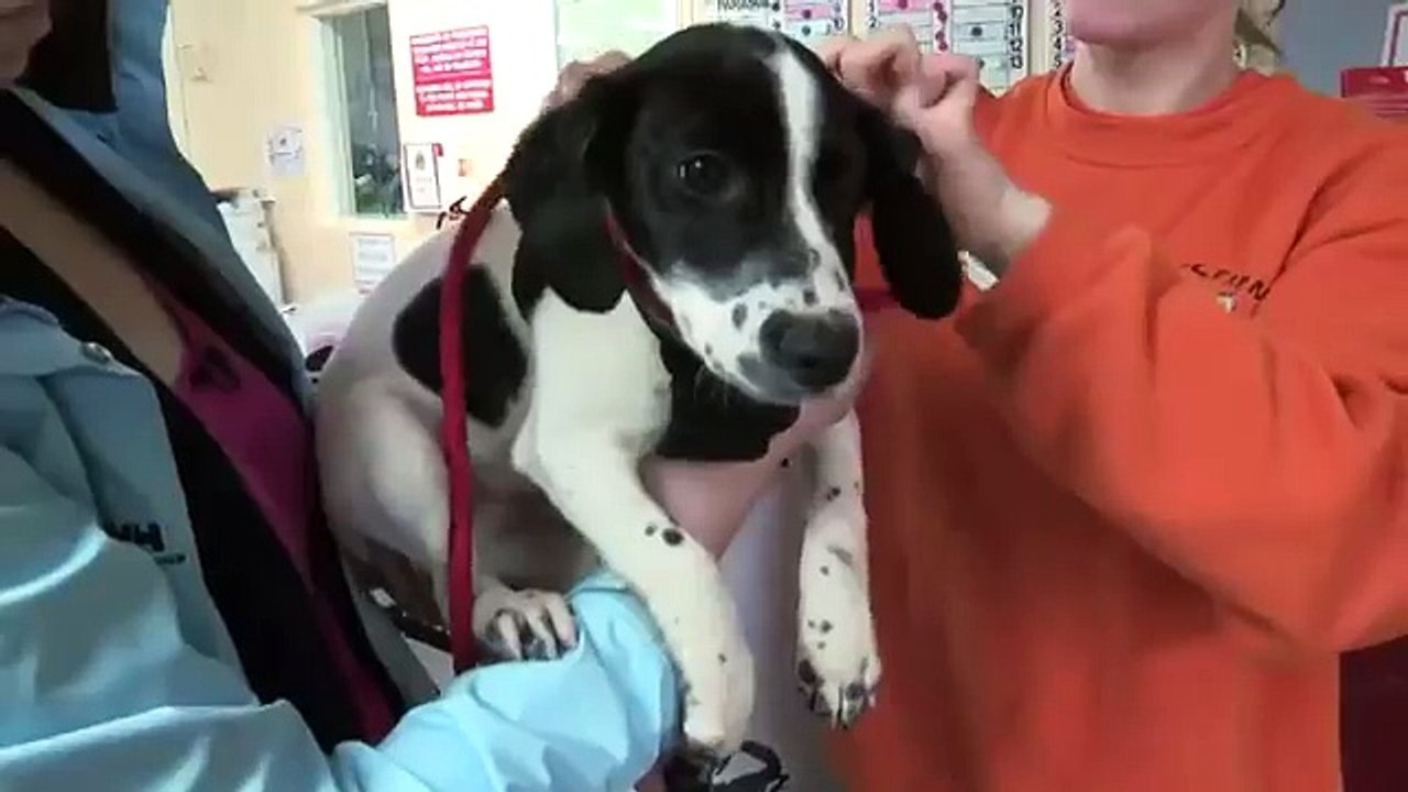 RSPCA Video - The Dog Rescuers: Series 2, episode 10