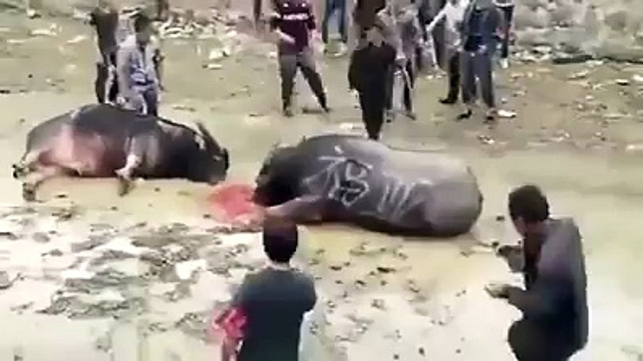 اتنا ظلم اللہ ان هیدایت دے جانوروں کے ساتھ اتنا زیادہ ظلم