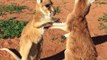 Des bébés kangourous adorables s'amusent entre eux!
