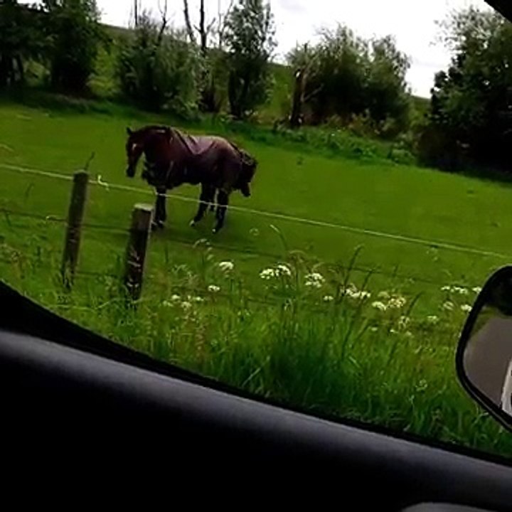 Un cheval fan de metal! Headbanging violent