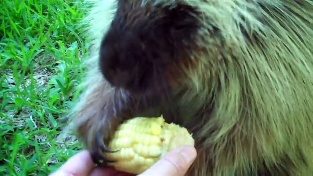 Ce Porc-epic ne veut pas partager son mais!