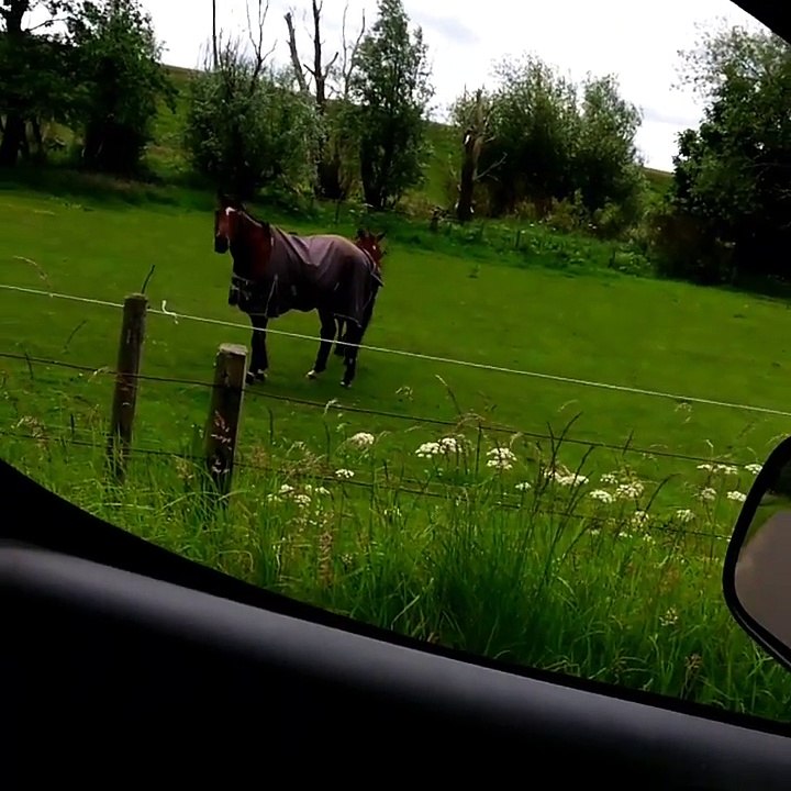 Un cheval amateur de hard rock !