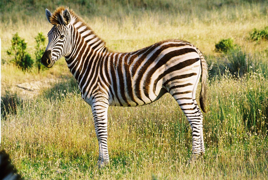Africa