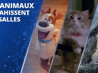 Cinéma : nos amis poilus, à l'affiche tout l'été !