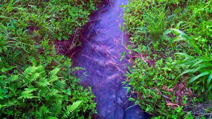 ビューティーミュージアム　自然音の癒し-小川のせせらぎ-Nature-sounds-Relax-from-Japan,-Shizuoka_jJwc-xvw+Mw_youtube.com