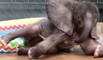 Un bébé éléphant découvre les joies de la baignade en été