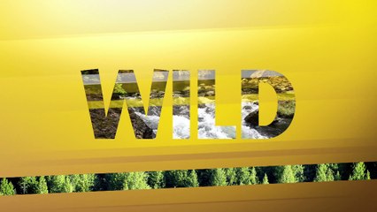 Les oiseaux pilleurs de nourritures