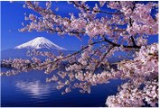 Japon Cerisier en Fleurs