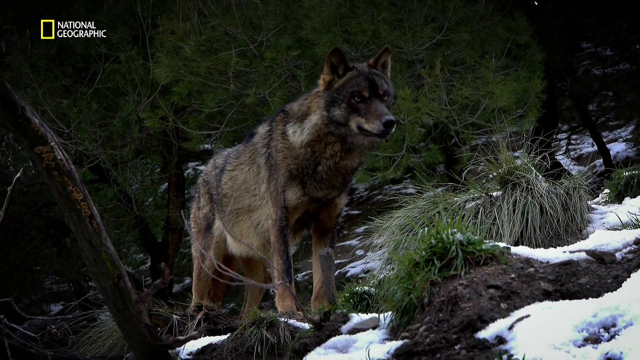 La chasse aux castors