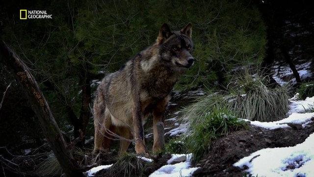 La chasse aux castors