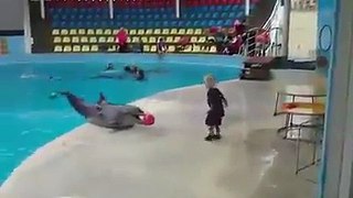 Dolphin playing with the kid. Beautiful video