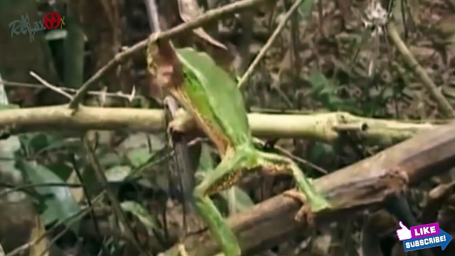 African Primitive Tribes Rituals and Ceremonies Africa tour tribes life #3|NoneTV