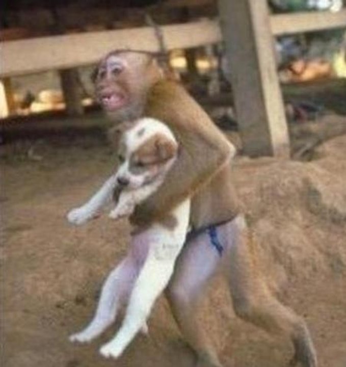 TOP 10 Animaux 'HEROS' qui ont Sauvé des VIES !!! INCROYABLE Animaux au COURAGE EXTRAORDINAIRE !