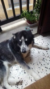 husky qui chante quand t on joue de la flûte