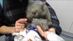 Orphaned Wombat Calmly Finishes Milk Despite Hyperactive Joey