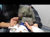 Orphaned Wombat Calmly Finishes Milk Despite Hyperactive Joey